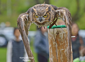 Darwin-the-Owl-Nature-Canadas-Bird-Fair-2013